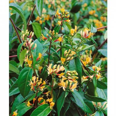Lonicera henryi Copper Beauty ®, Vintertry