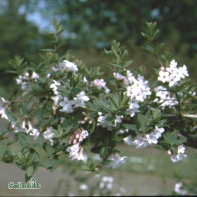 Lonicera syringantha, Syréntry, 25-30 C3