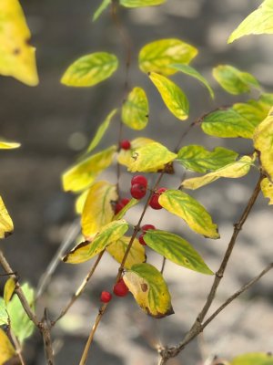 Lonicera tatarica Arnold Red, Rosentry