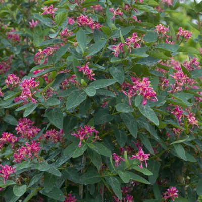 Lonicera tatarica Hack´s Red, Rosentry