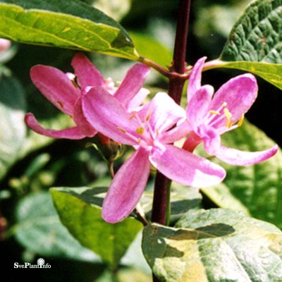 Lonicera tatarica Rosea, Rosentry, busk C3,5