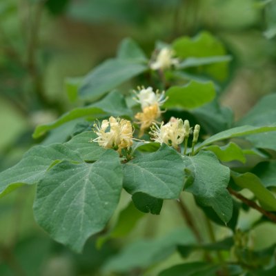 Lonicera xylosteum fk Åmål E, Skogstry, busk C3,5