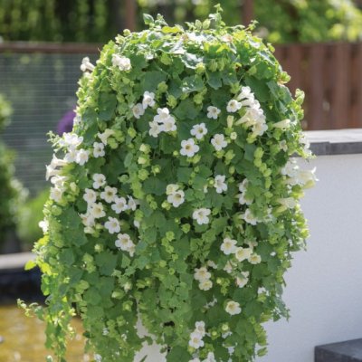 Lejongapsranka Lofos ® Compact White