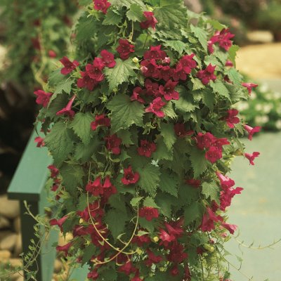 Lejongapsranka Lofos ® Wine-Red