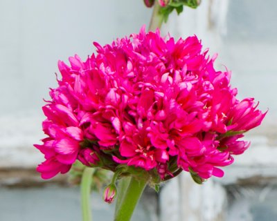 Stjärnpelargon, kruka, Lotta Lundberg