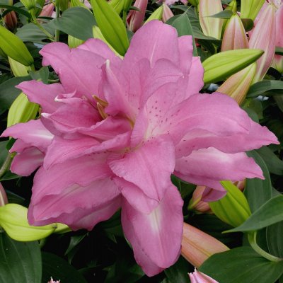 Orientalisk Lilja Lotus Dream 3st
