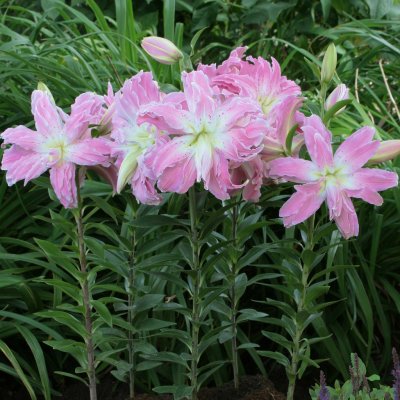 Lilium hybr. Lotus Elegance, Orientalisk Lilja, P11cm