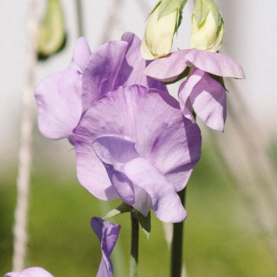 Luktärt Elegance Lavender