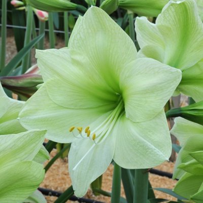 Amaryllis Luna