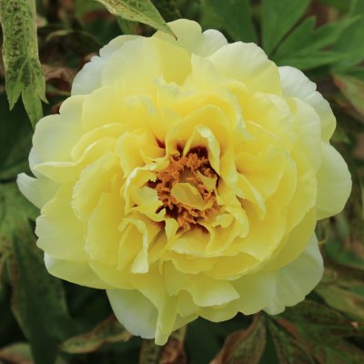 Paeonia lutea hybr. High Noon, Buskpion