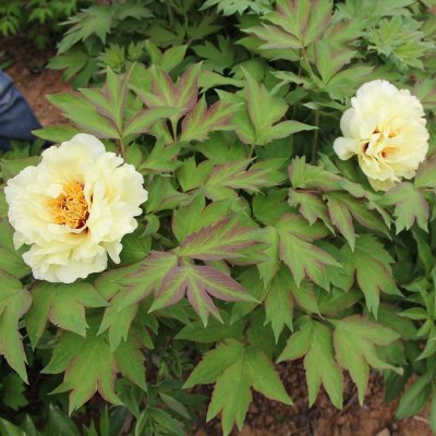 Paeonia lutea hybr. High Noon, Buskpion