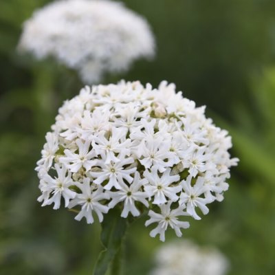 Lychnis chalcedonica Rauhreif, Studentnejlika, P9cm