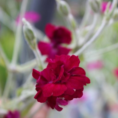 Lychnis coronaria Gardeners World, Purpurklätt, P11cm