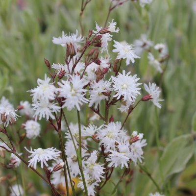 Lychnis flos-cuculi Petite Henri, Gökblomster, C11cm
