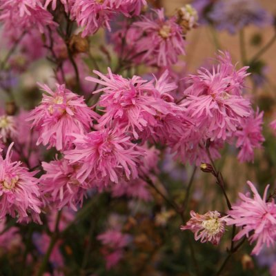 Lychnis flos-cuculi Petite Jenny, Gökblomster, C11cm