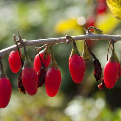 Lycium barbarum Little Goji ®