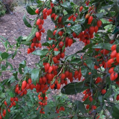 Lycium barbarum No. 1 Lifeberry ®, Gojibär / Bocktörne, C5