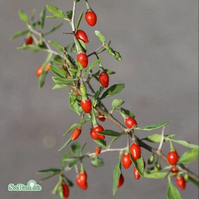 Lycium barbarum Sweet Lifeberry, Gojibär / Bocktörne, C5