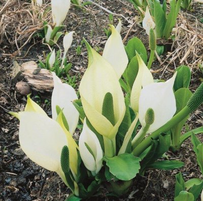 Lysichiton camtschatcensis, Vit Skunkkalla, P9cm