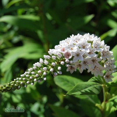 Lysimachia clethroides, Vitlysing, C13cm