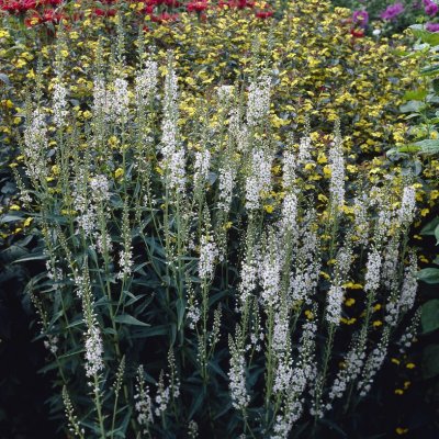 Lysimachia ephemerum, Silverlysing