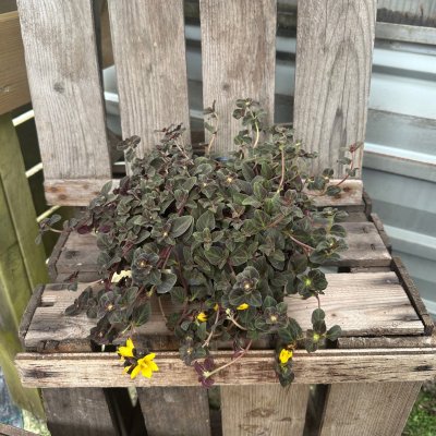 Lysimachia Midnight Sun