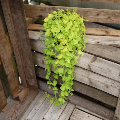 Lysimachia nummularia