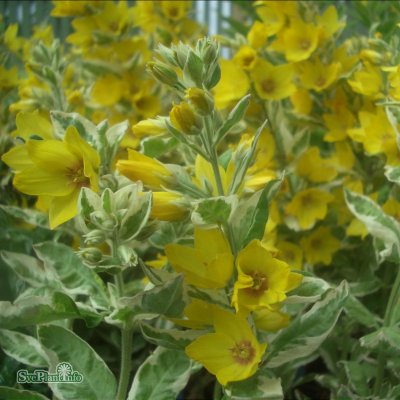 Lysimachia punctata Alexander, Praktlysing, C13cm