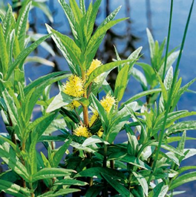 Lysimachia thyrsiflora, Topplösa, P9cm