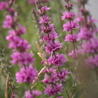 Lythrum salicaria JS ® Pink Blush, Fackelblomster