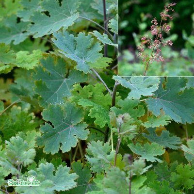 Macleaya microcarpa Kelway's Coral Plume, Kinesisk Vippvallmo, SQ1