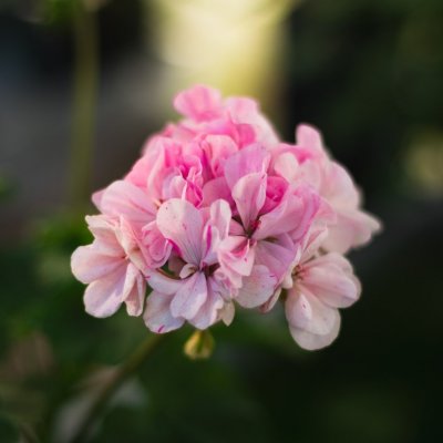 Äggskalspelargon Madicken, kruka