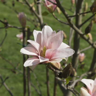 Magnolia Coral Lake, Magnolia