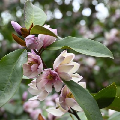 Magnolia Fairy Magnolia ® Blush