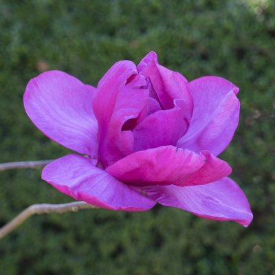 Magnolia Felix Jury (Meganolia ®), Magnolia