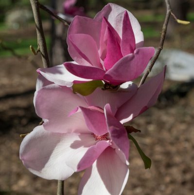 Magnolia x Frank´s Masterpiece, Magnolia, 80-100 C7,5