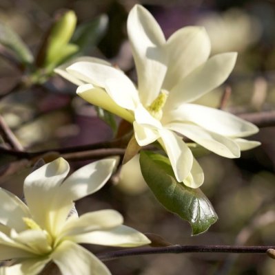 Magnolia Gold Star, Magnolia, 80-100 C10
