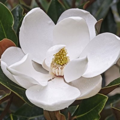 Magnolia grandiflora Little Gem, Kungsmagnolia
