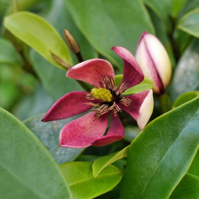 Magnolia figo # Hedgetag ®