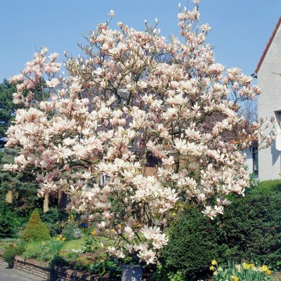 Magnolia kobus, Japansk Magnolia, 6-8 stam C15