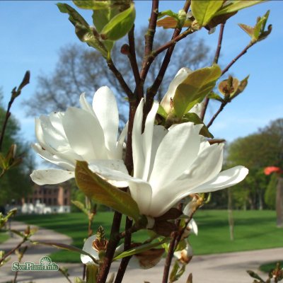 Magnolia x loebneri Merrill, Hybridmagnolia, 40-50 C5