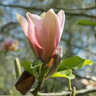 Magnolia Peachy, Magnolia