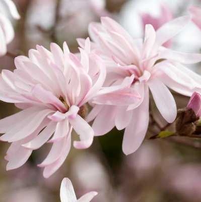 Magnolia stellata Keiskei, Stjärnmagnolia, 50-60 C7,5