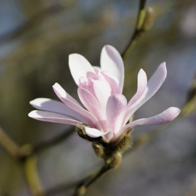 Magnolia stellata Jane Platt, Stjärnmagnolia