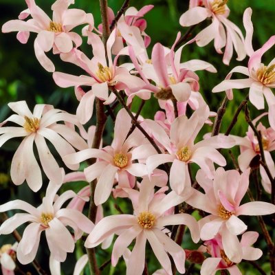 Magnolia stellata Rosea