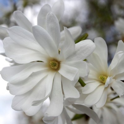 Magnolia stellata Royal Star, Stjärnmagnolia