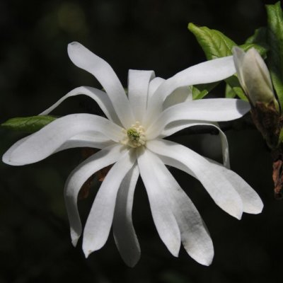 Magnolia stellata Waterlily, Stjärnmagnolia