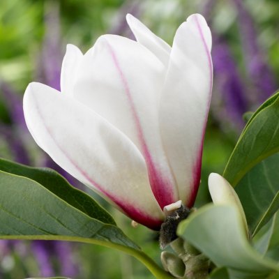 Magnolia cylindrica Lv Ching (Sunrise), Cylindermagnolia, 130 stam co