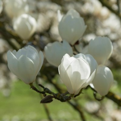 Magnolia x soulangeana Lennei Alba, Praktmagnolia, 80-100 C