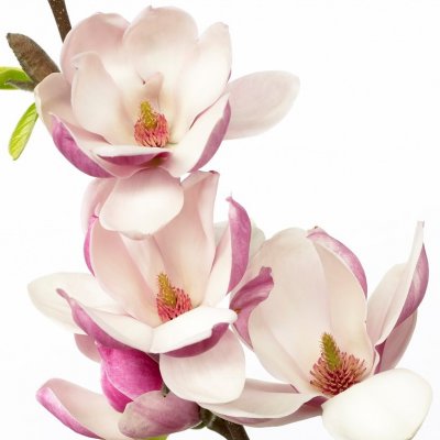 Magnolia x soulangeana Satisfaction, Praktmagnolia